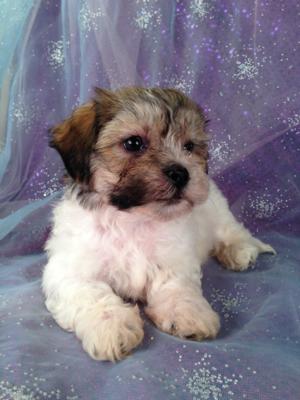 Male Teddy bear Puppy for sale in North Iowa #8 Born 4-20-2013|North Iowa Breeder Breeding Healthy Teddy Bear Puppies 